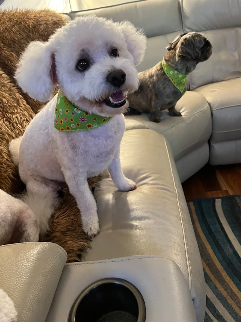 Happy Spa Dogs Mobile Grooming photo 2