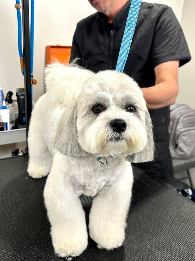 Happy Tail Happy Dog | Dog Daycare, Boarding & Grooming photo 4