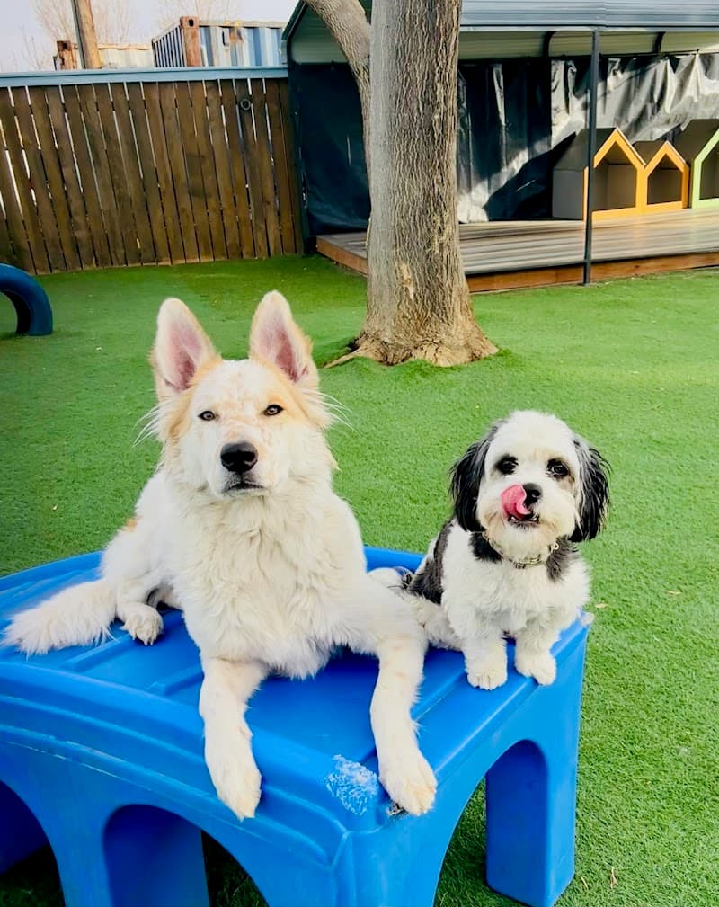 Happy Tail Happy Dog | Dog Daycare, Boarding & Grooming photo 5