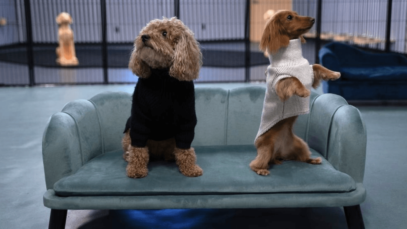 Happy Tails Pup Experience