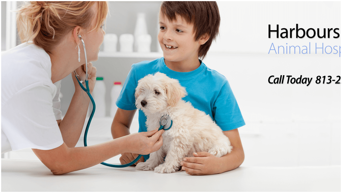 Harbourside Animal Hospital