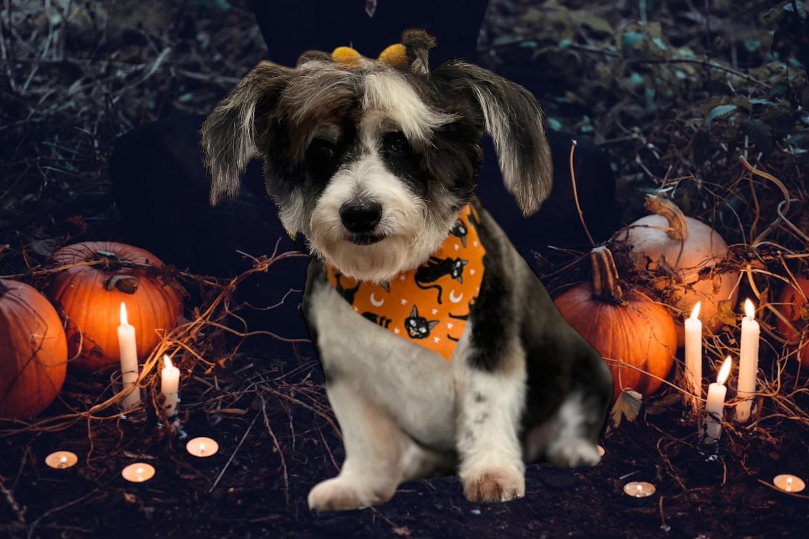 Haute Pets Mobile Grooming