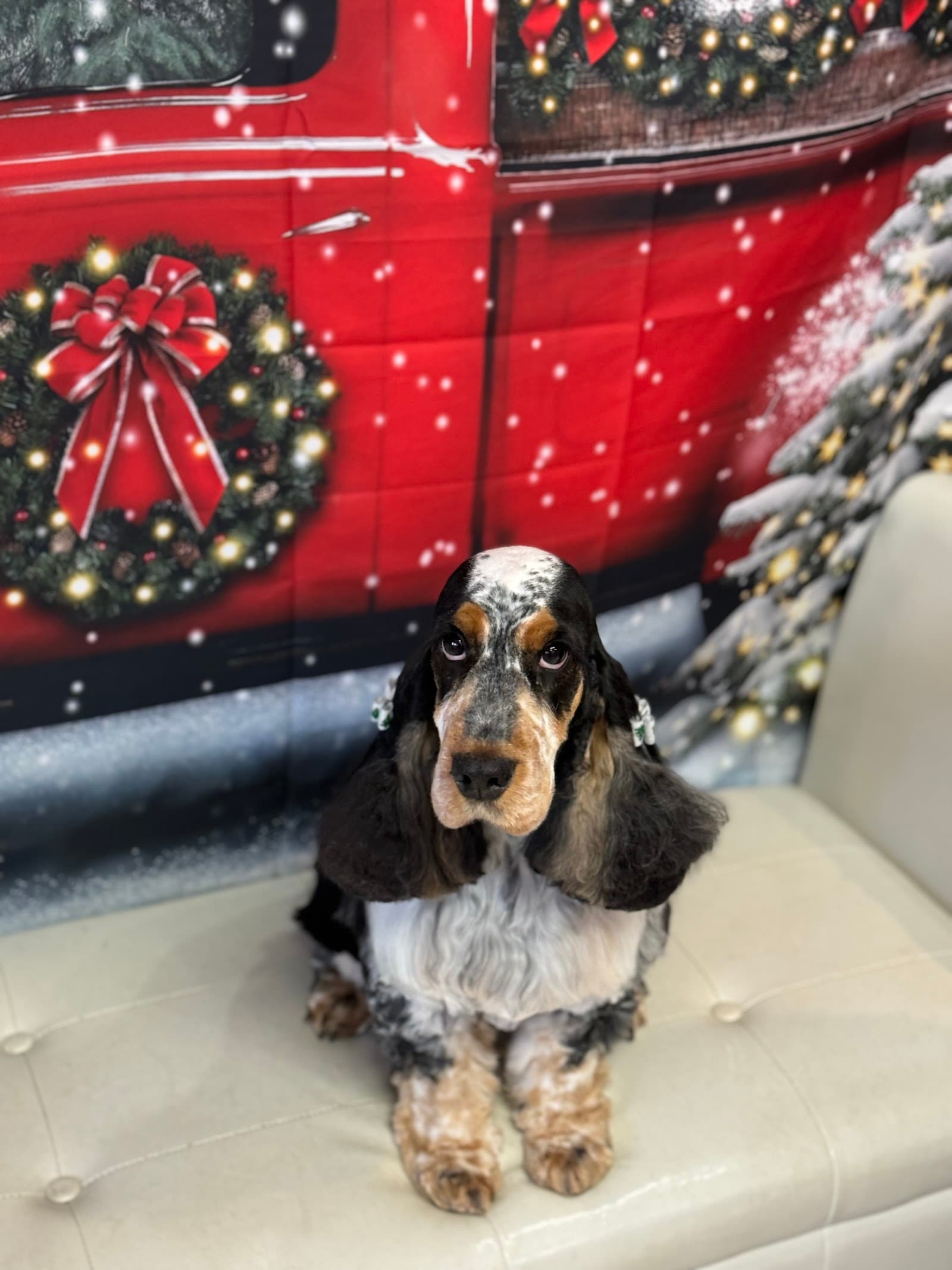 Haw Creek Pet Care Grooming, Boarding kennel and Doggy Daycare
