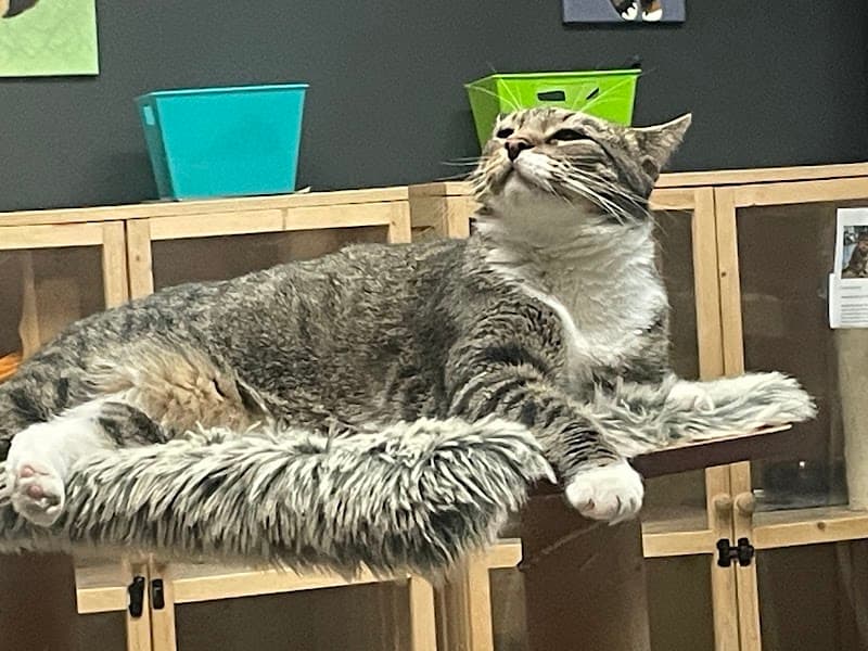 Hearts Alive Village Cat Cafe photo 2
