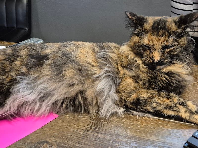Hearts Alive Village Cat Cafe photo 3