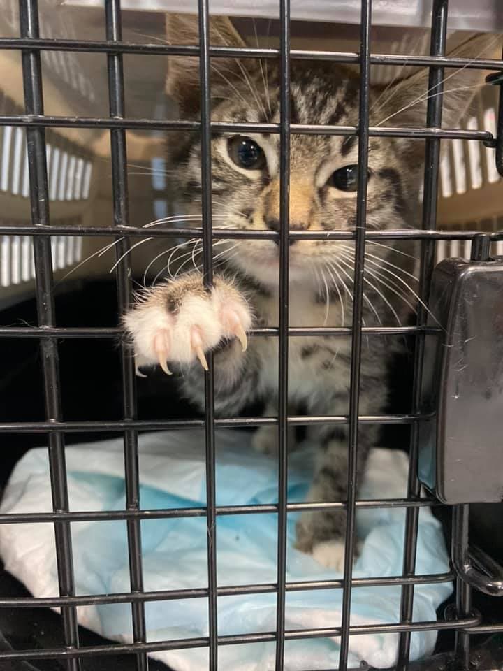 Heaven Can Wait Animal Society Spay & Neuter Clinic