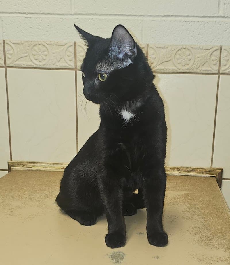 Heaven Can Wait Animal Society Spay & Neuter Clinic photo 2