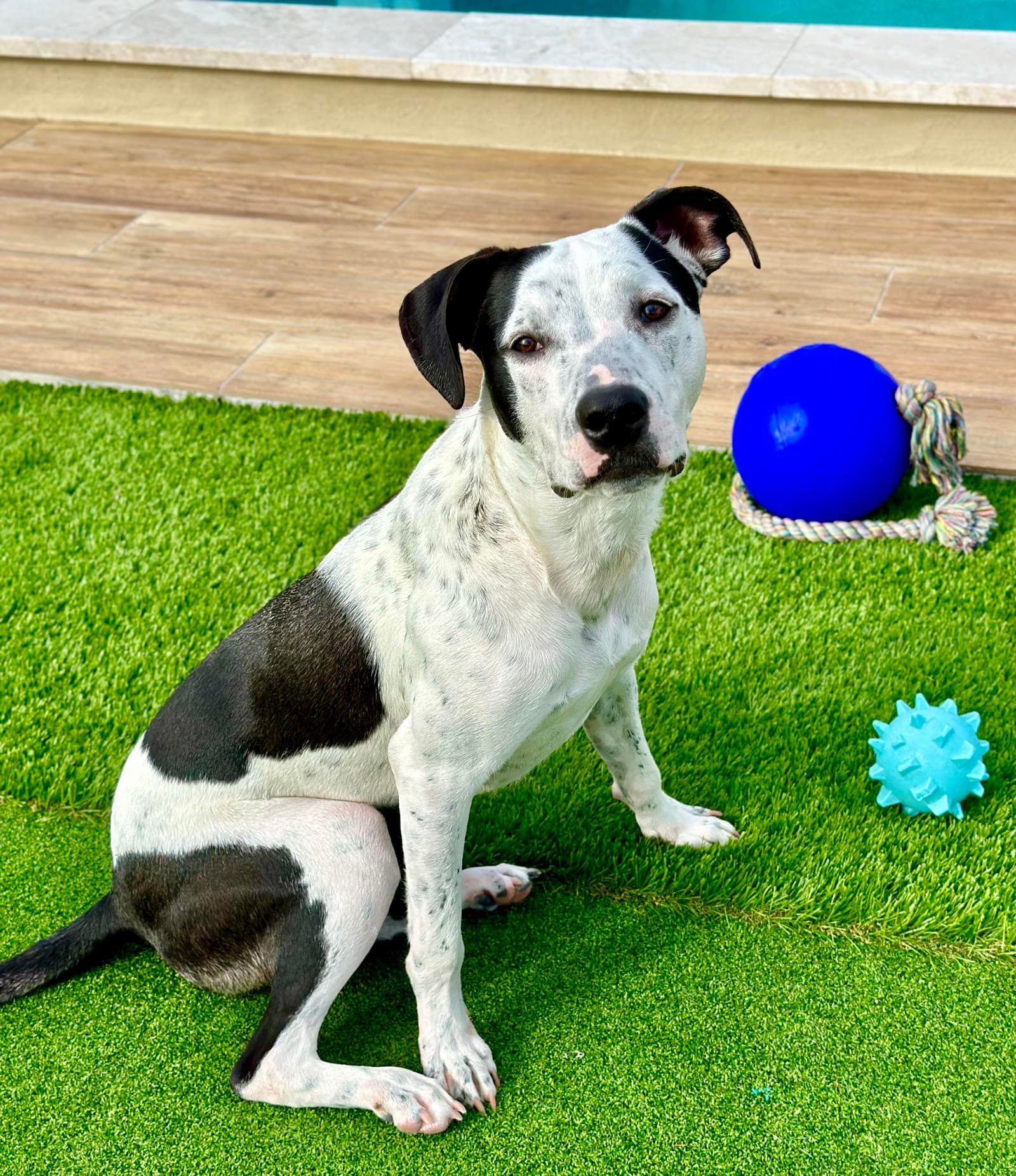 Heidis Legacy Dog Rescue