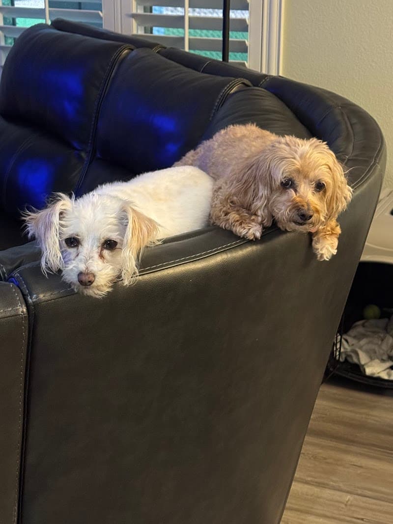 Henderson Pet Resort photo 2