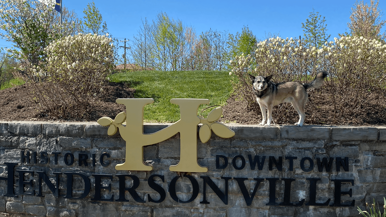 Hendersonville Dog Training