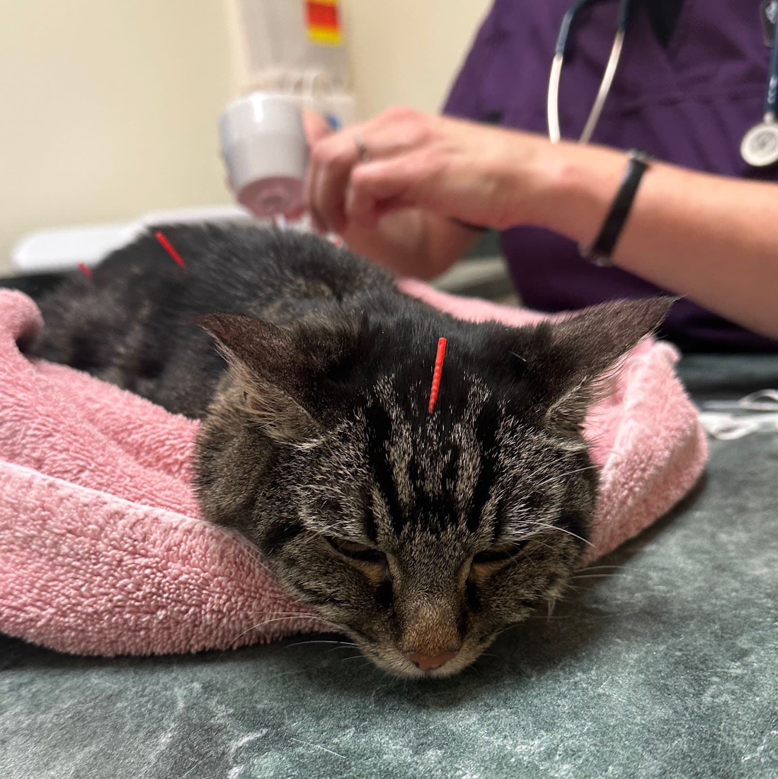 Heritage Pet Hospital