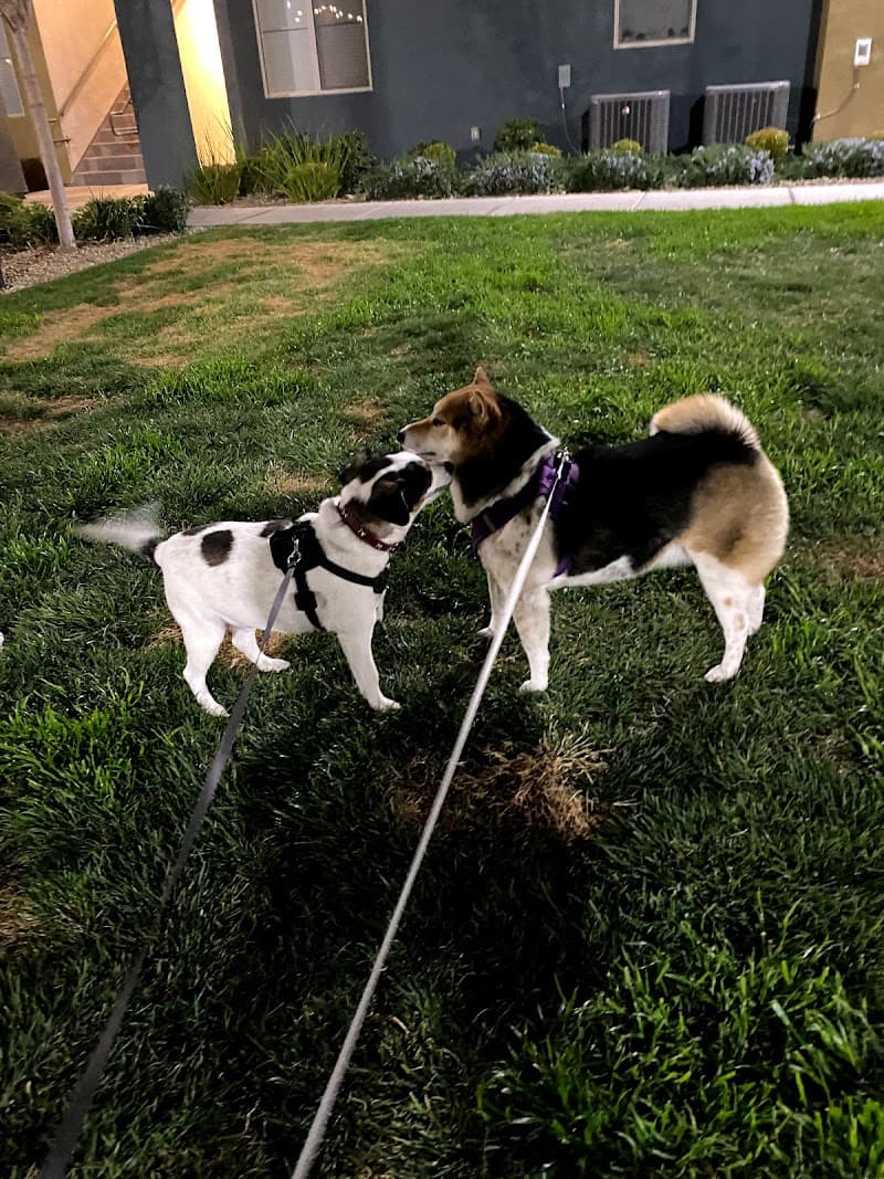 High 5 Pet Care photo 2
