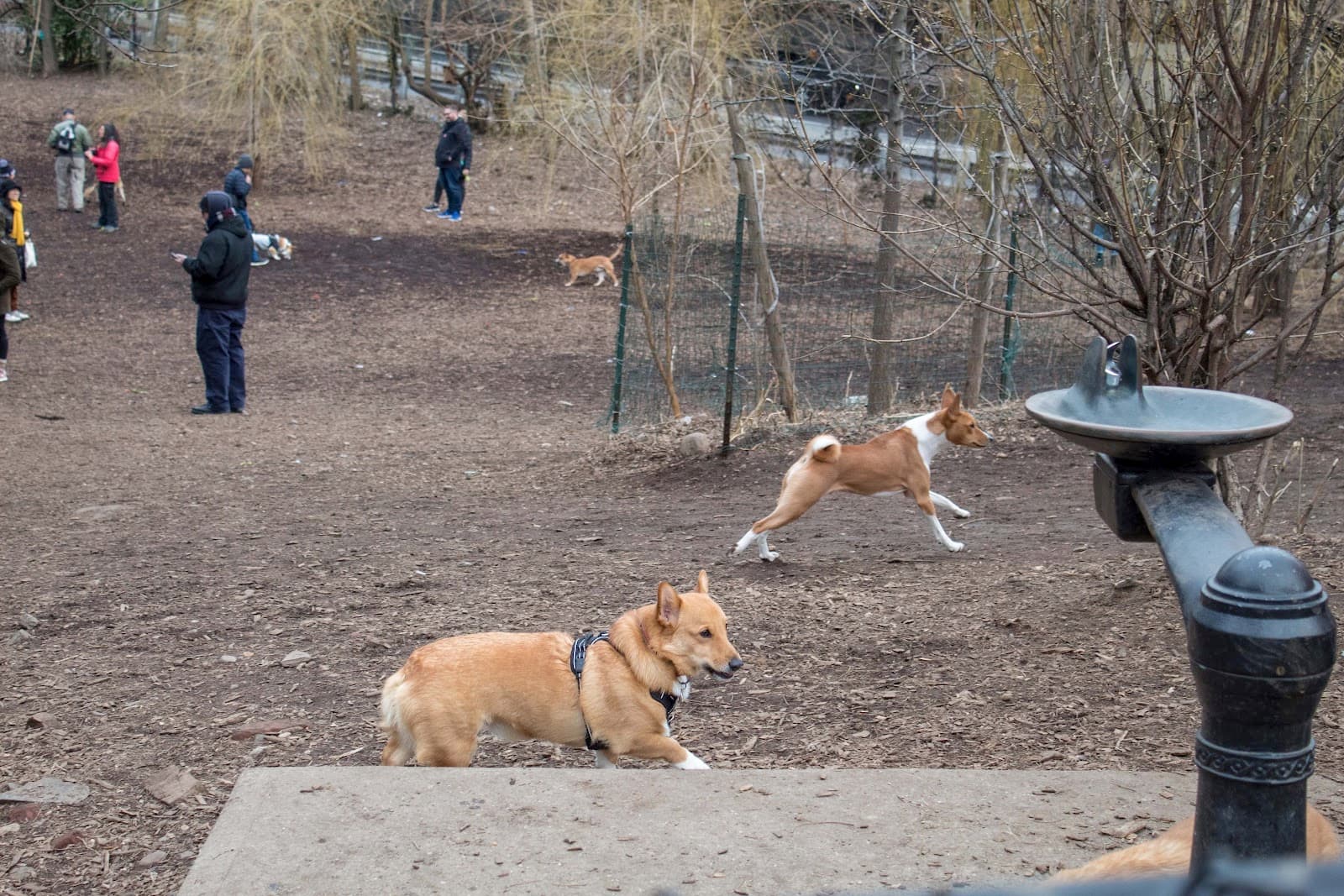 Hillside Dog Park