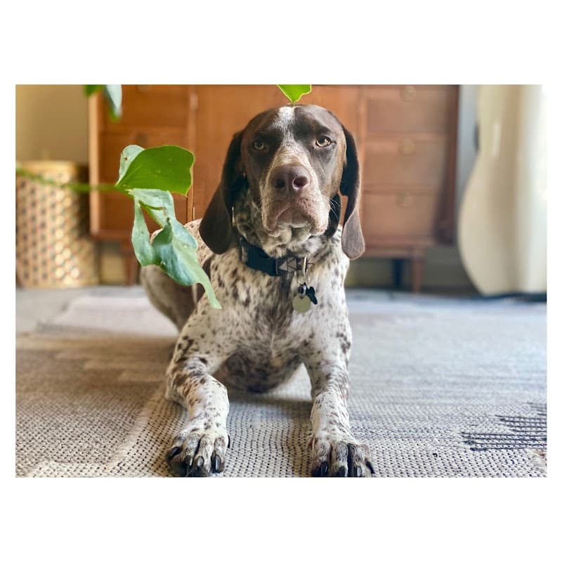 Holly Hearts Pet Services: Dog boarding + Pet sitting photo 1
