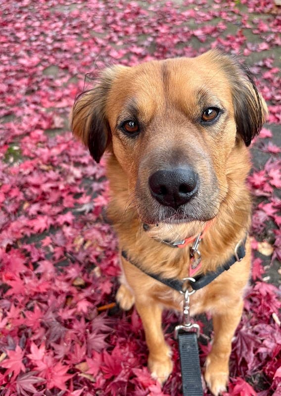 Holly Hearts Pet Services: Dog boarding + Pet sitting photo 2