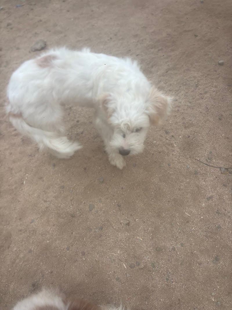 Holly's Garden Rescue