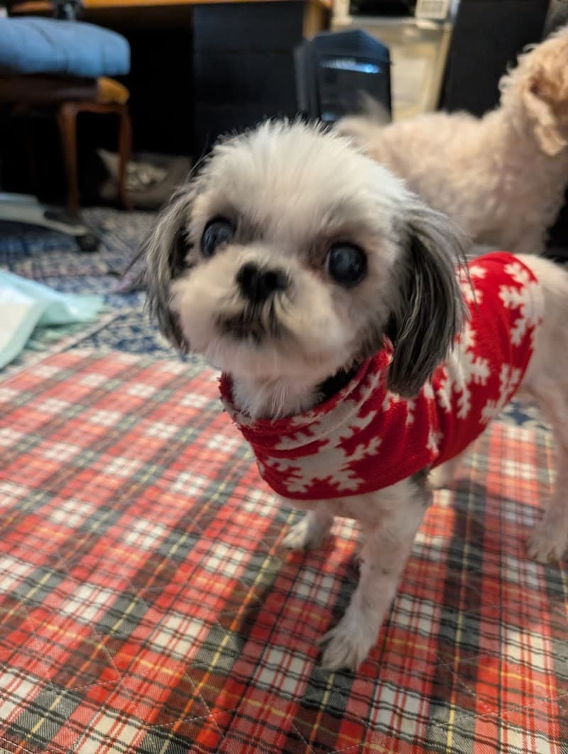 Holly's Garden Rescue photo 2