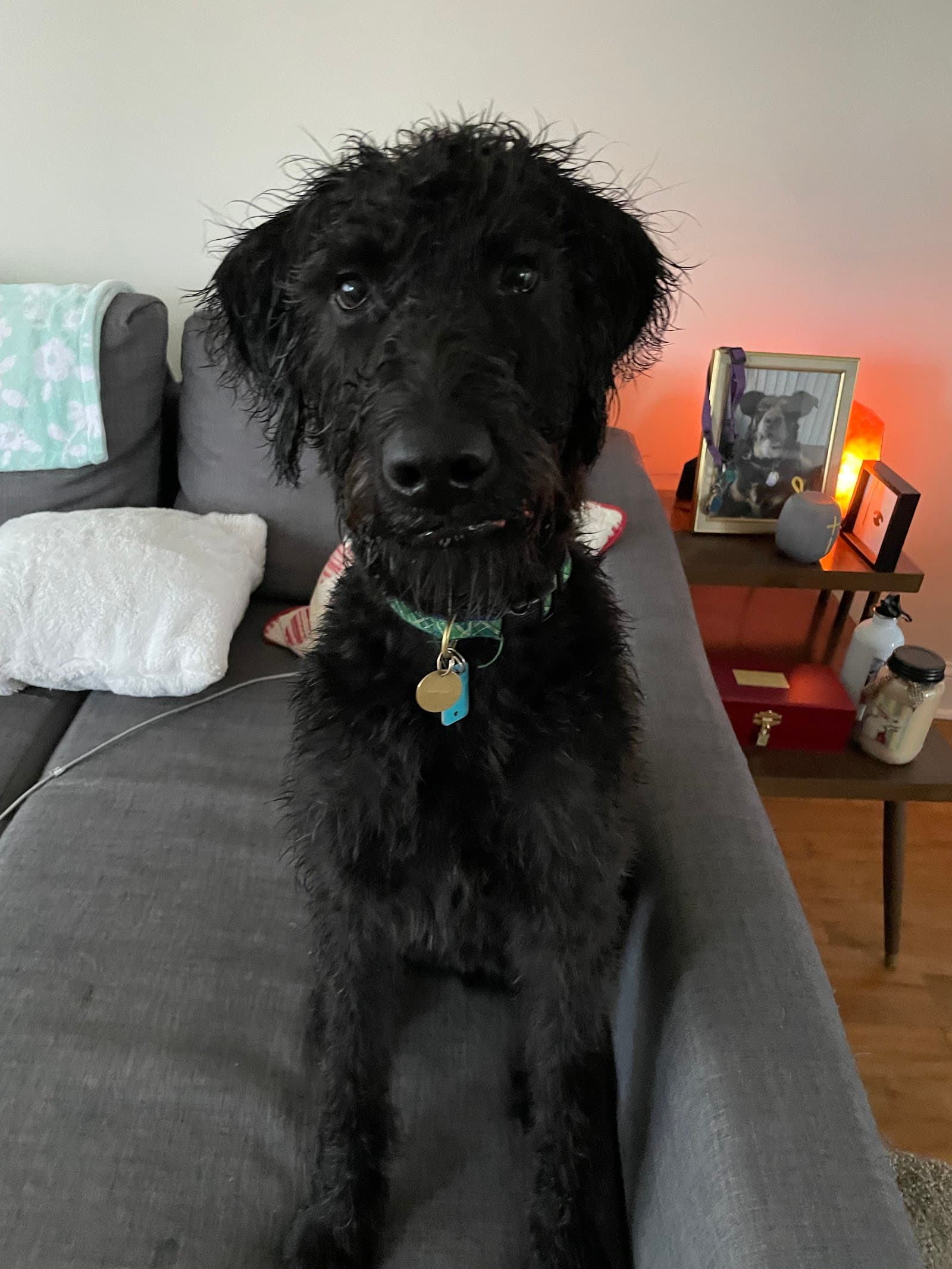 Home At Last Dog Rescue