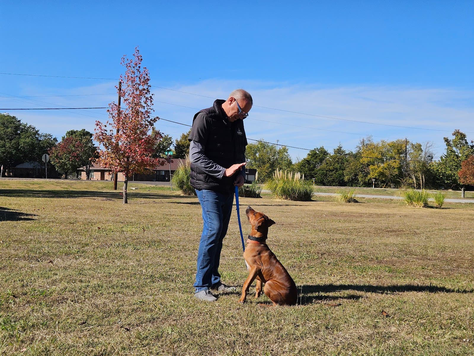 Home Dog Training