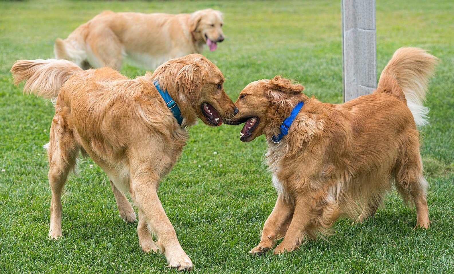 Homeward Bound Golden Retriever Rescue & Sanctuary