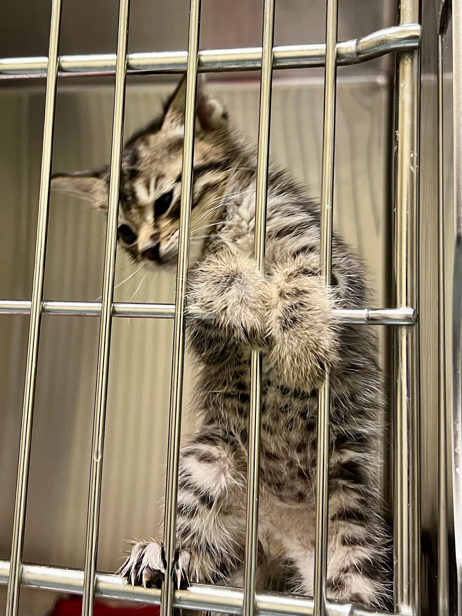 Homeward Pet Adoption Center