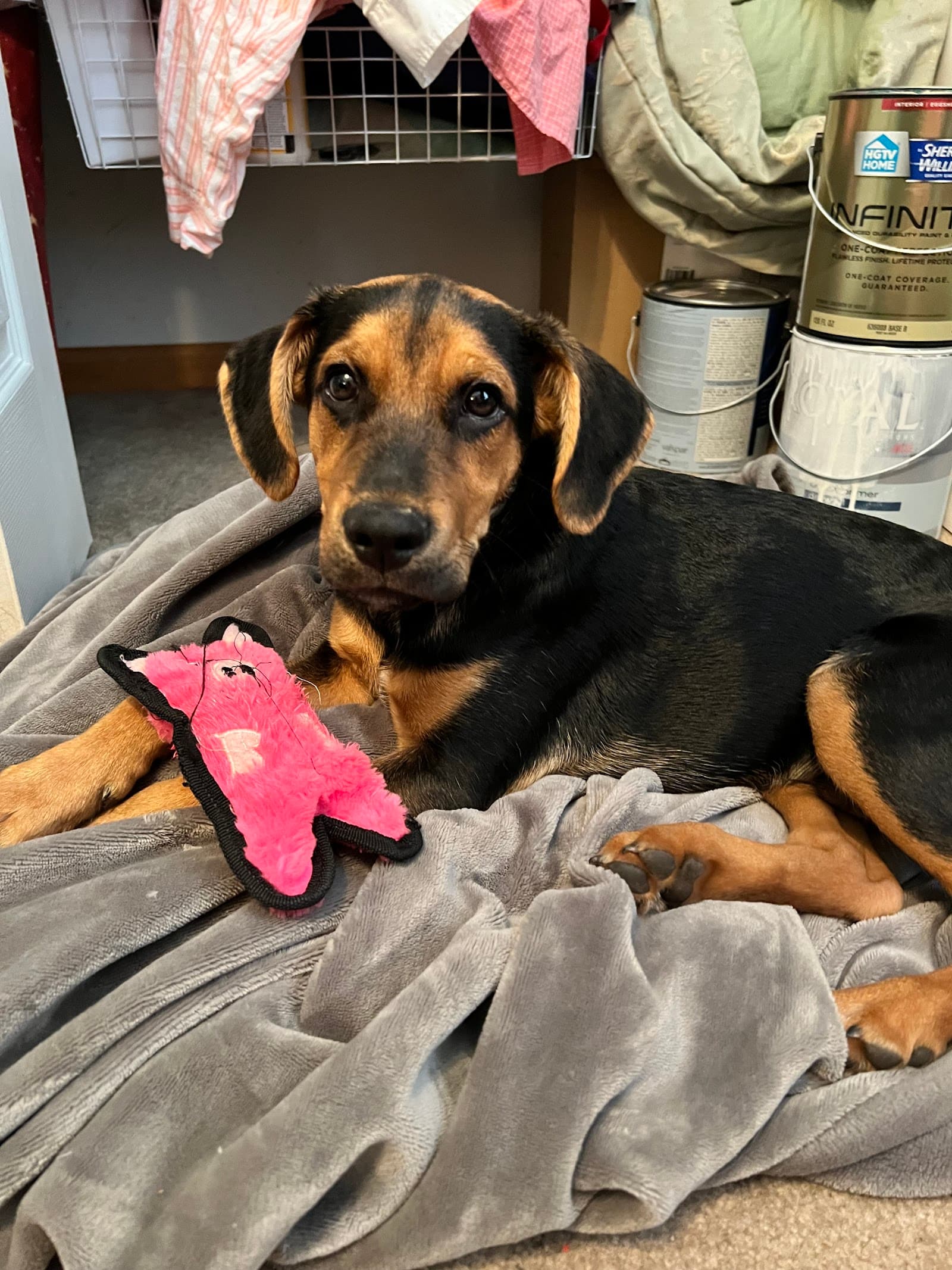 Homeward Trails Adoption Center