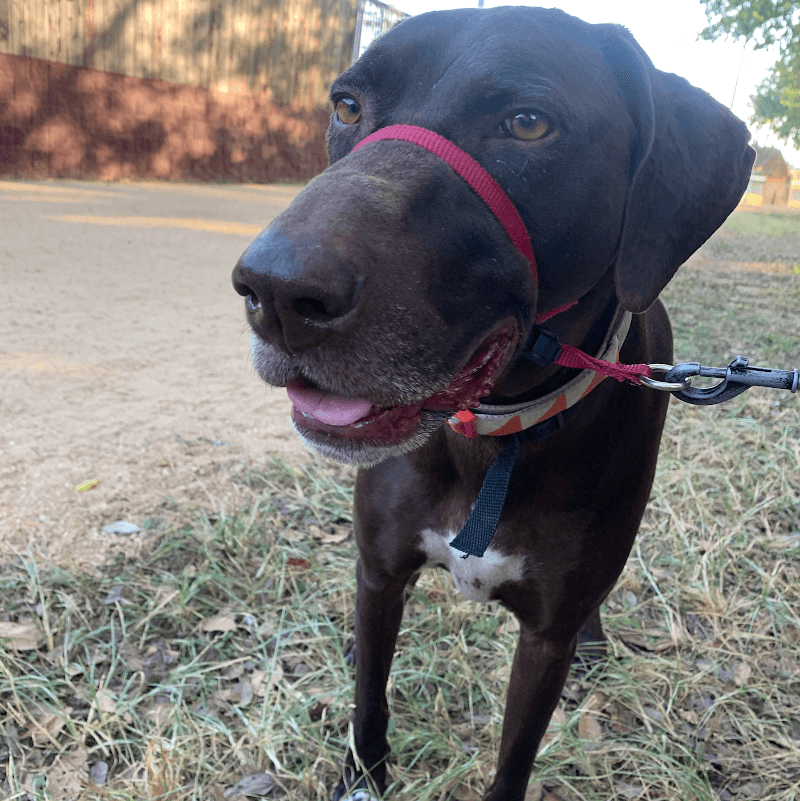 Hound for Hound photo 3