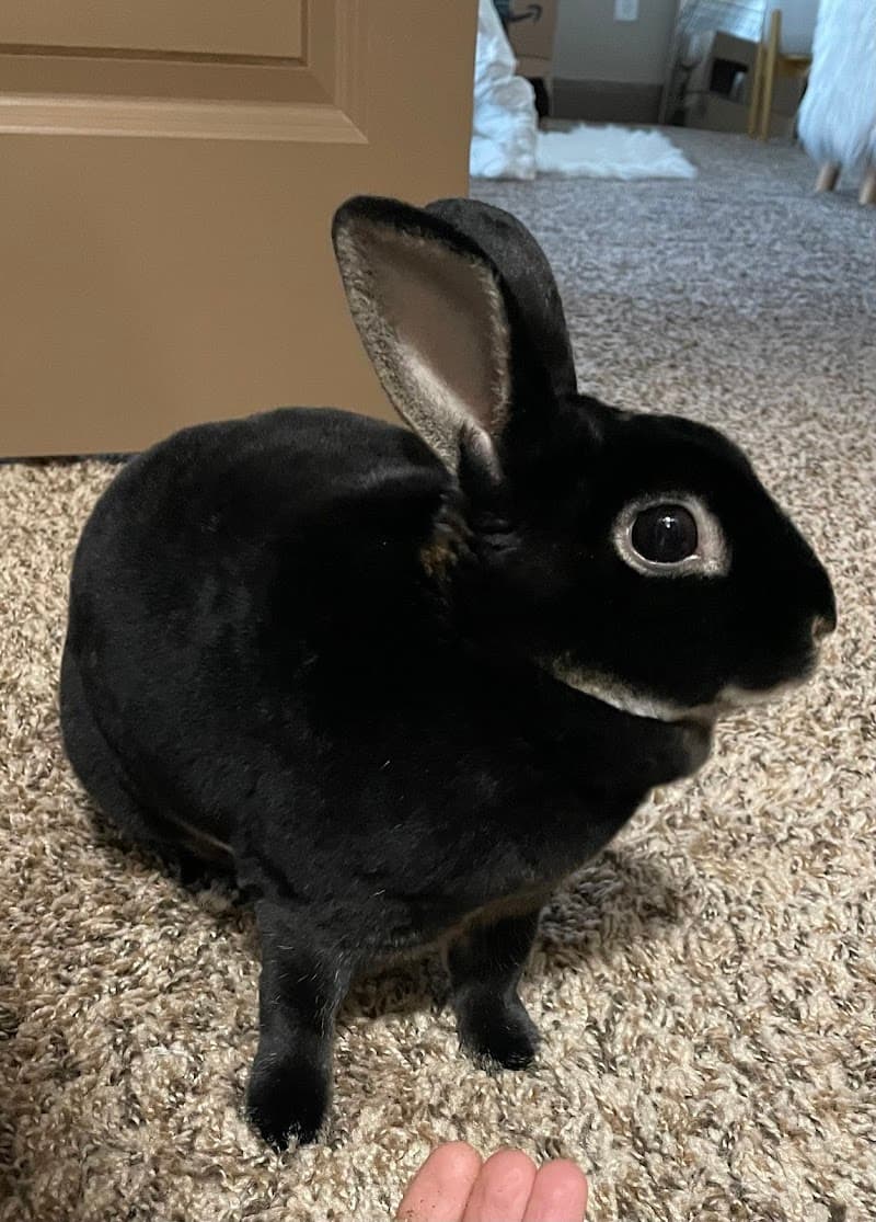 House Rabbit Resource Network