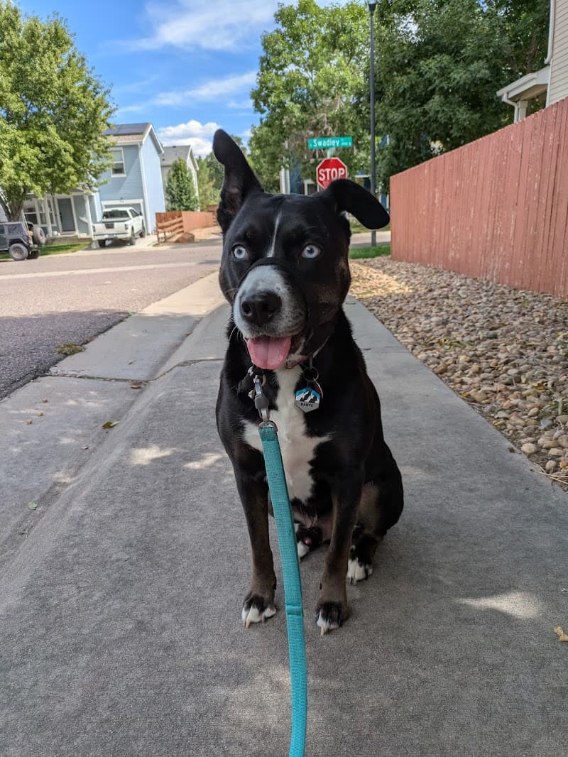 House Sitting Denver photo 3