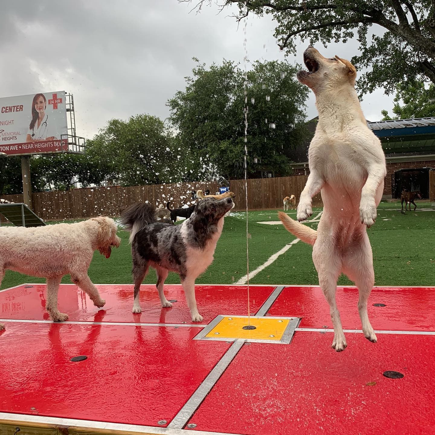 Houston Bark Park and Daycare