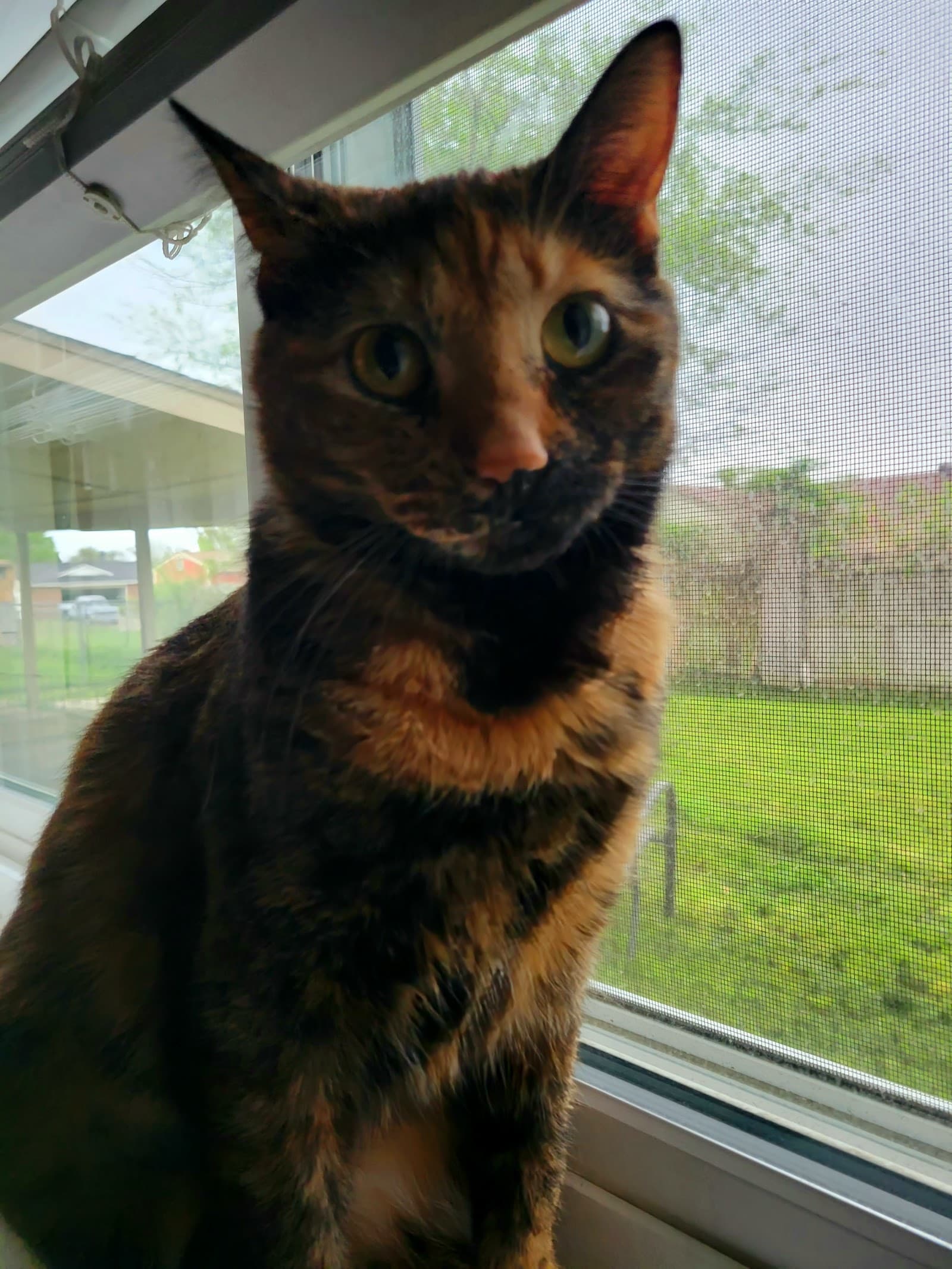 HSNT Keller Regional Adoption Center