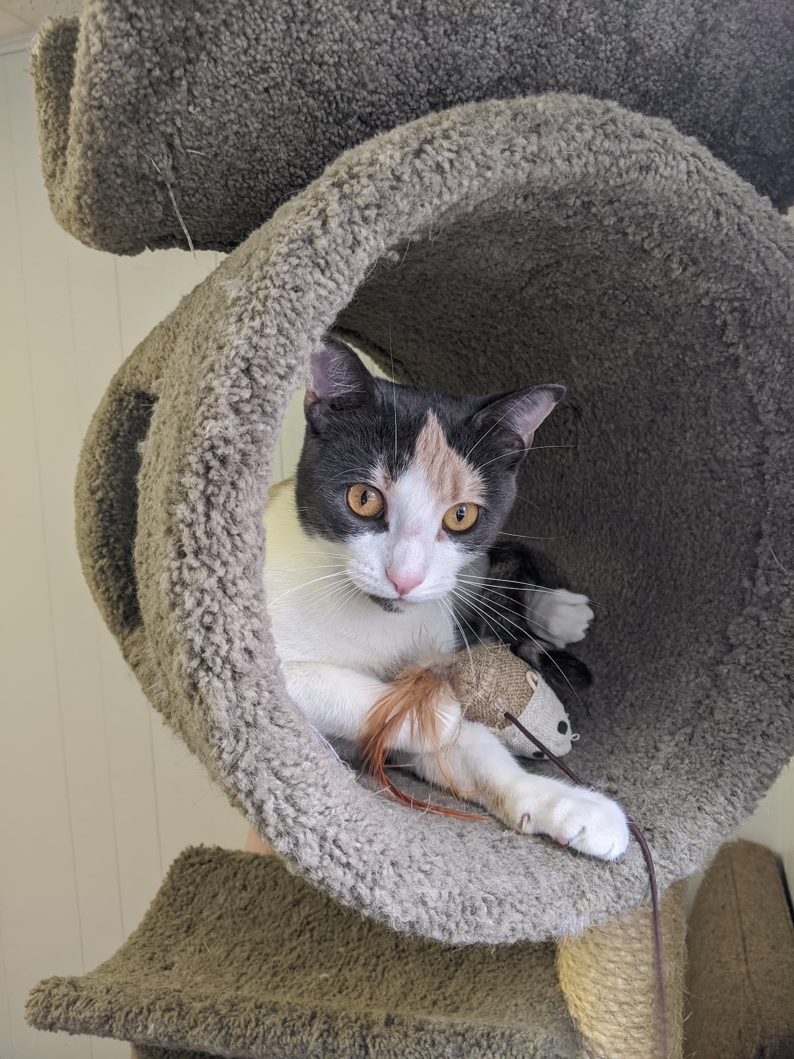 Hull Seaside Animal Rescue