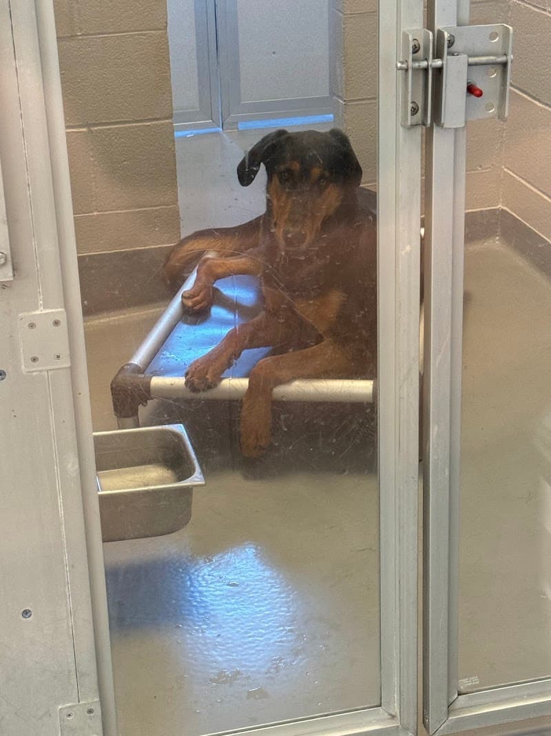 Humane Colorado, formerly Dumb Friends League - Buddy Center photo 5