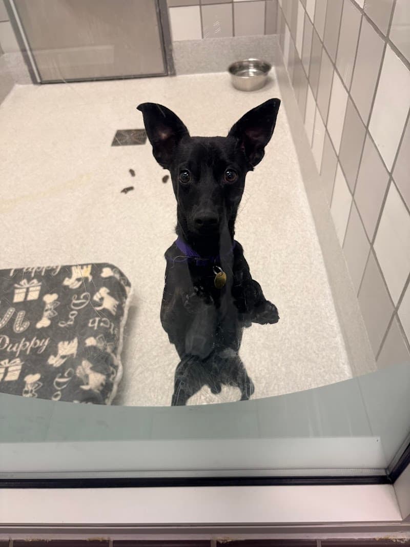 Humane Colorado, formerly Dumb Friends League - Leslie A. Malone Center photo 3