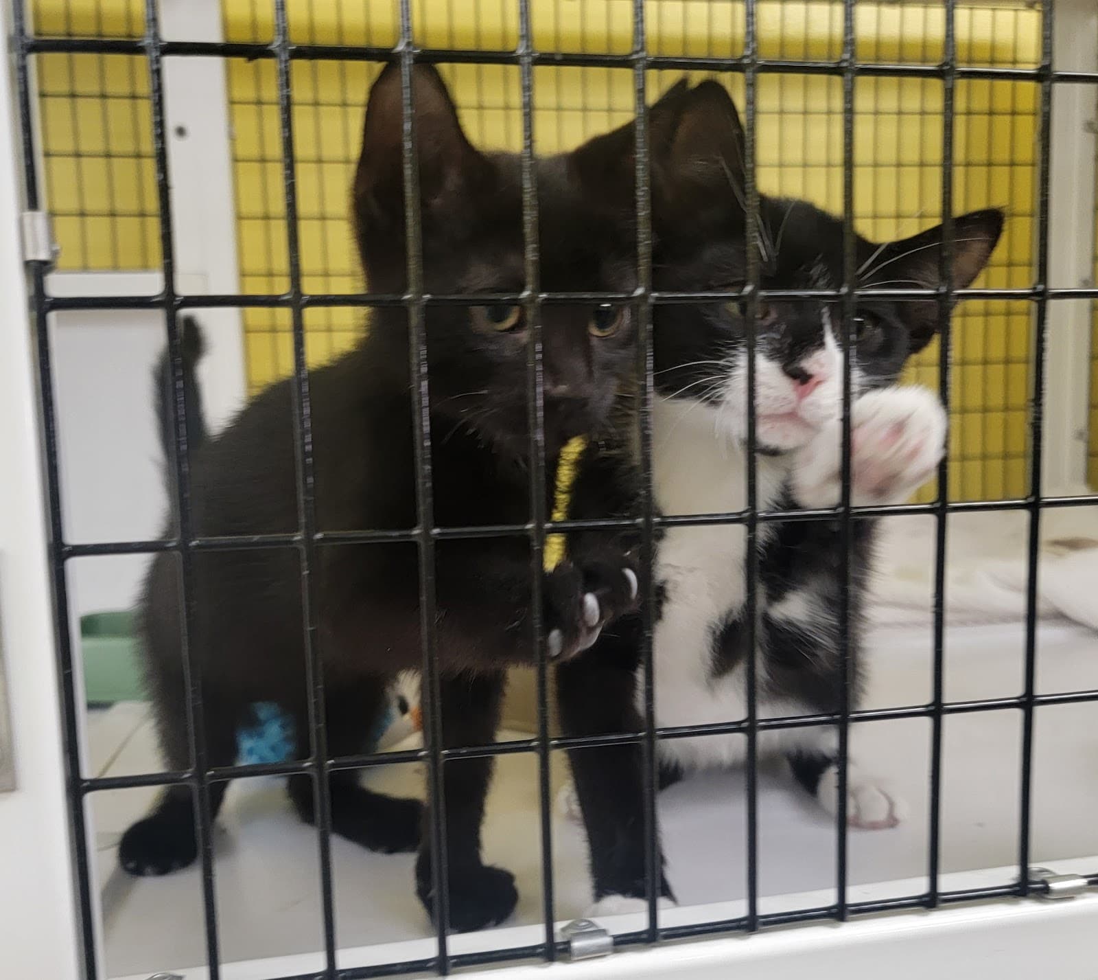 Humane Society Of Bergen County