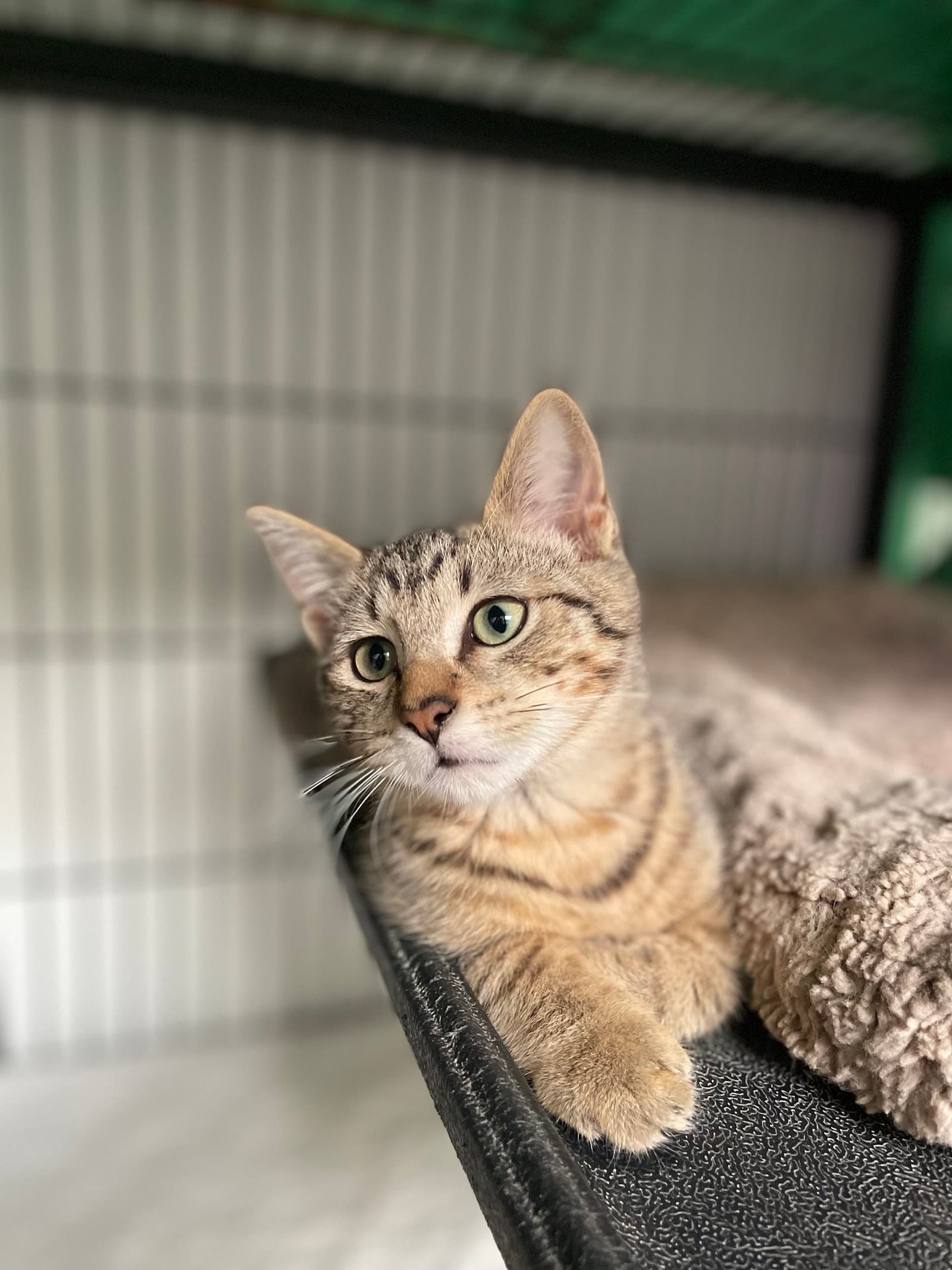 Humane Society of Dallas, aka Dog n Kitty City