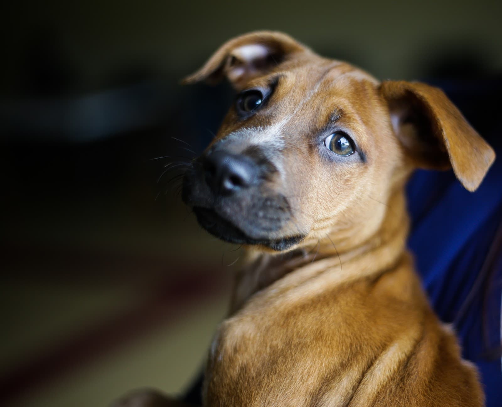 Humane Society Waterville Area