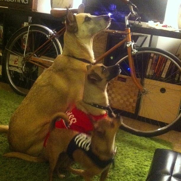 Hustle Pups NYC