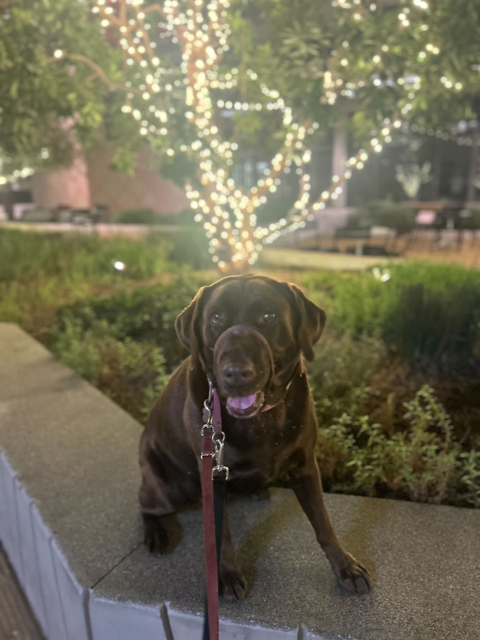 "I Said Sit!" School for Dogs