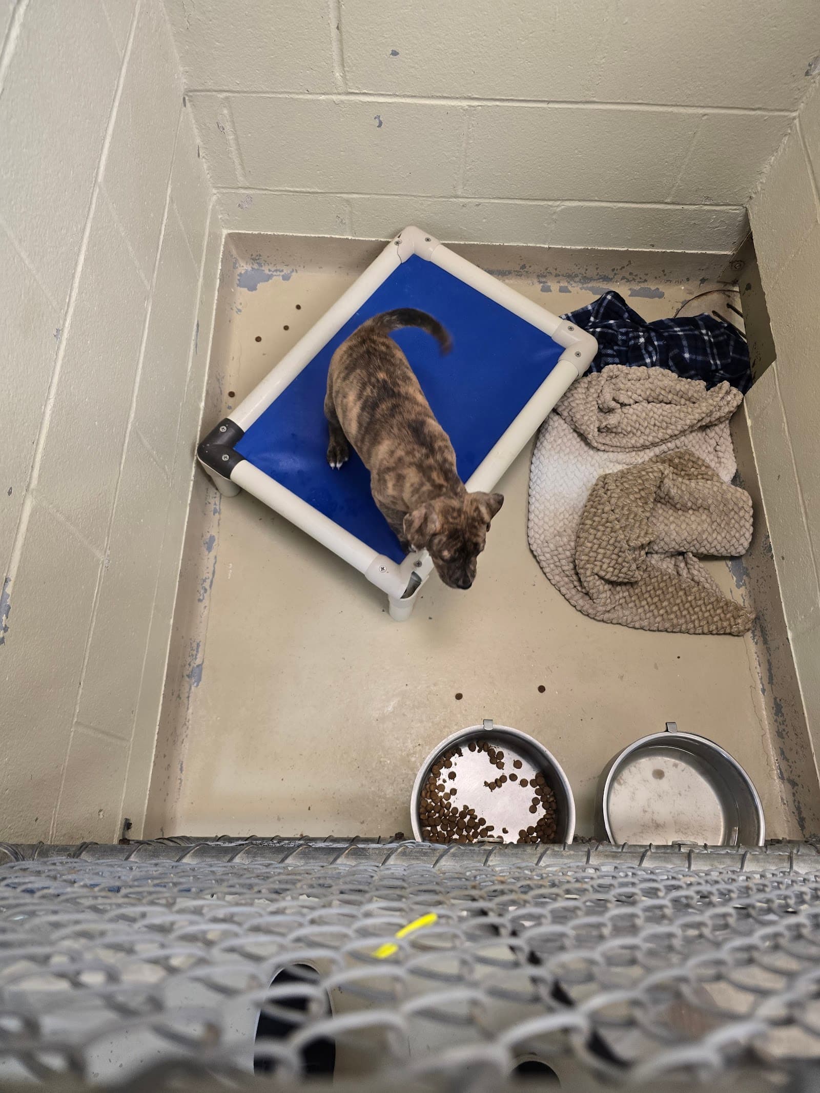 IndyHumane