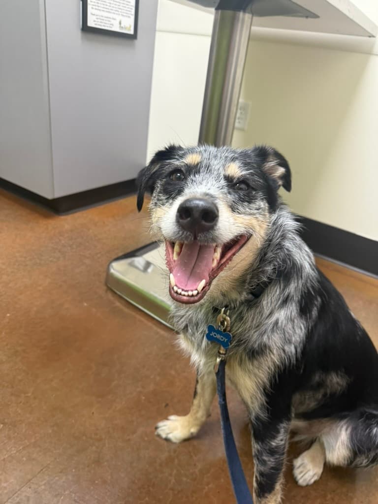 Ingleside Animal Hospital