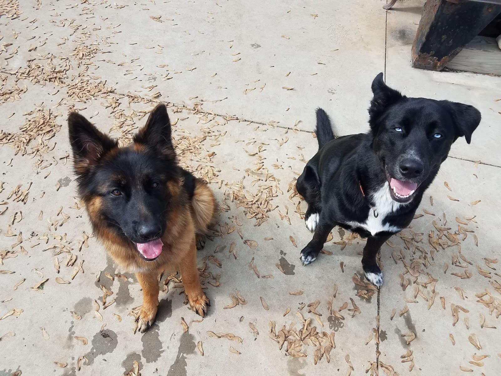 Irie Kennels