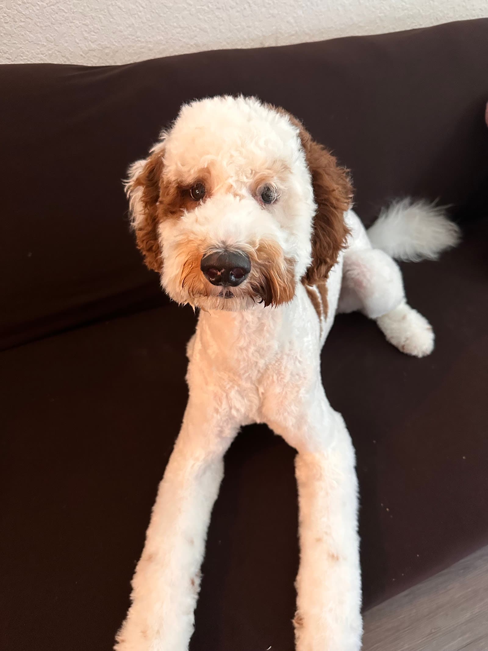 Island Dog Pet Grooming Co.