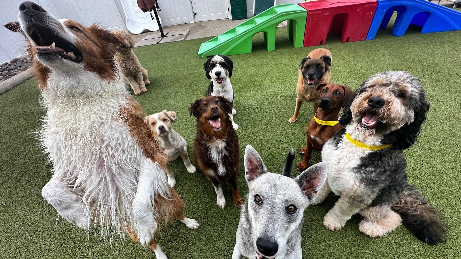 Jackson's Place Unleashed Pet Resort & Bakery - Dog Daycare, Dog Boarding, Dog Grooming & Dog Training
