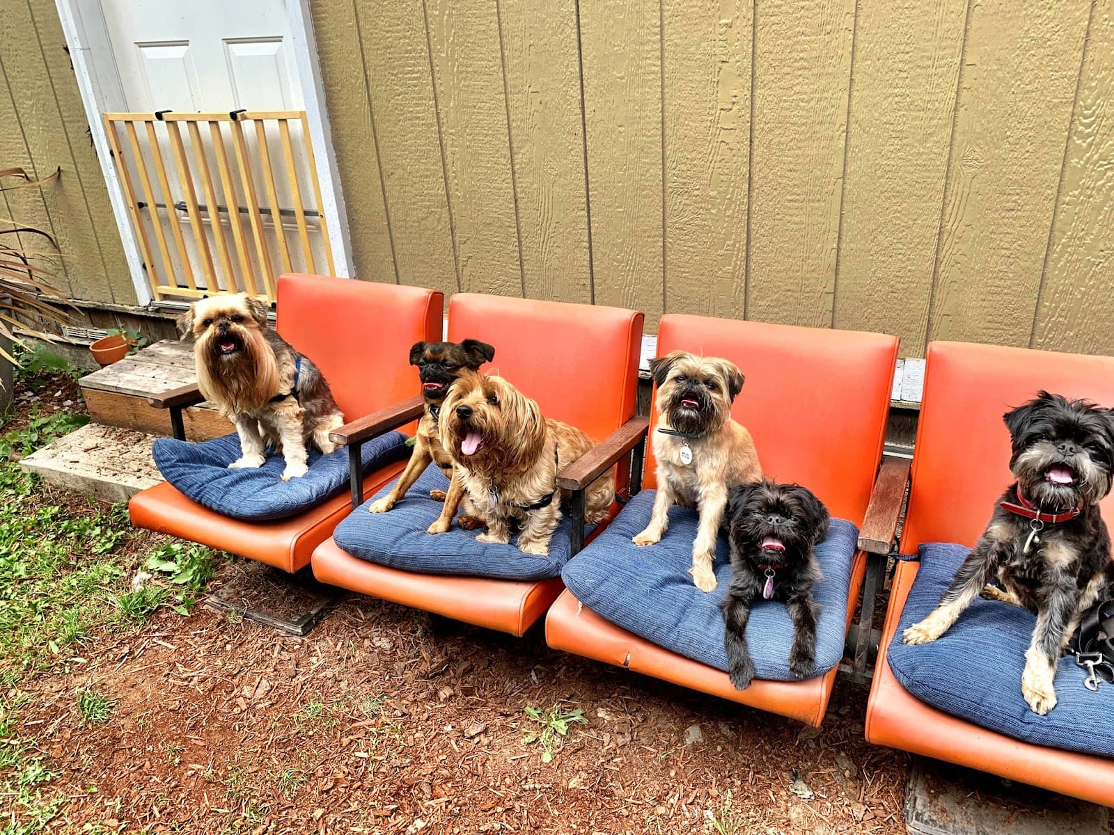 Jake N Friends - Small Dog Daycare & Off-Leash Adventures
