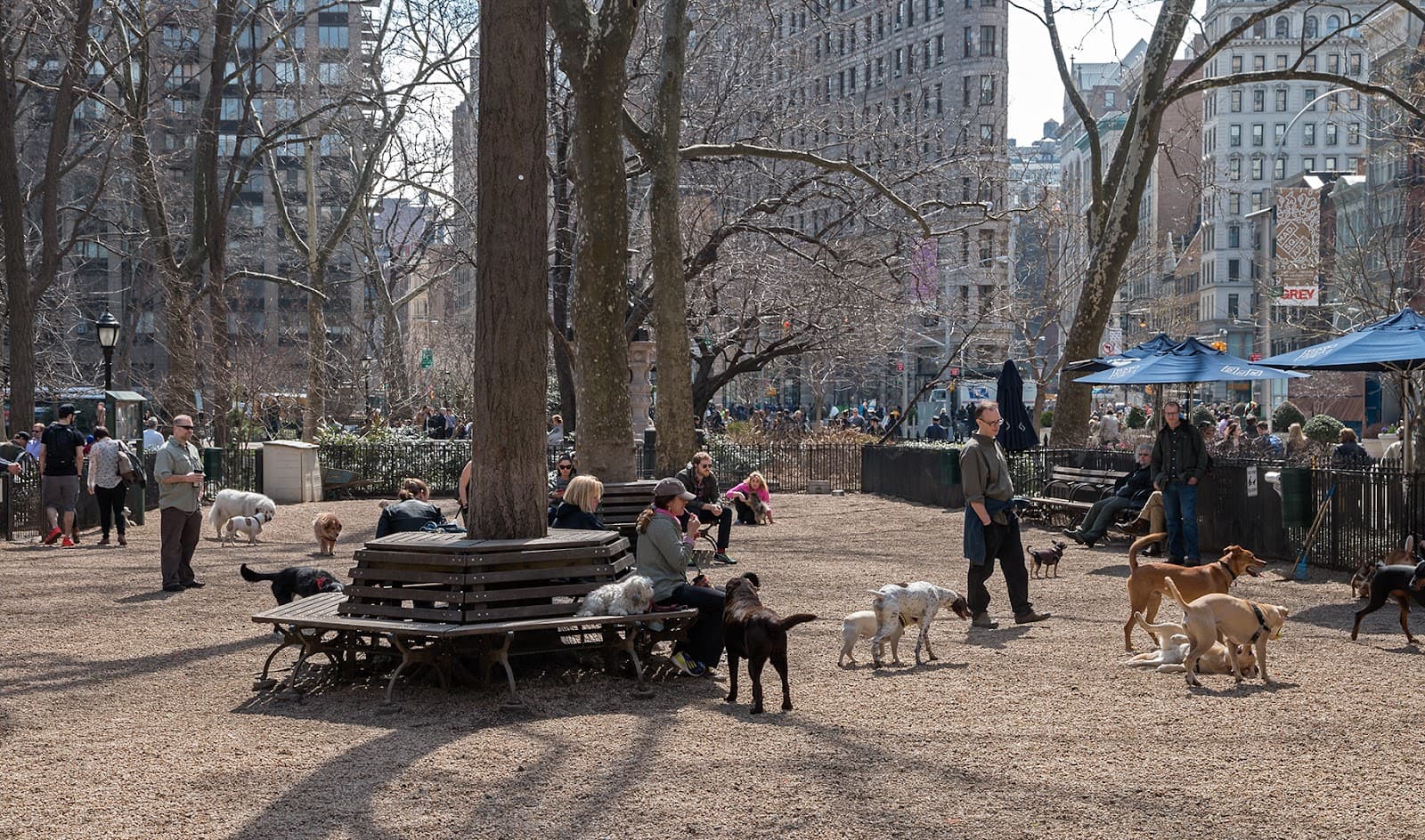 Jemmy's Dog Run