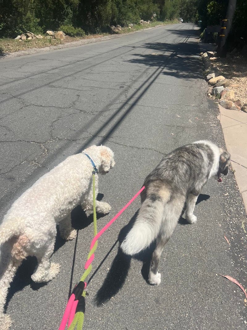 Jen’s Pet Sitting of San Diego photo 2