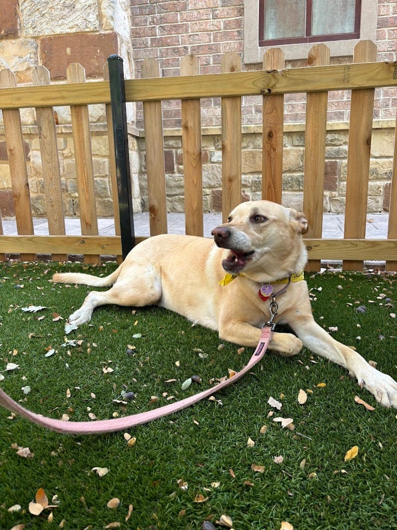 JenniFurrr’s Pet Sitting and Dog Walking photo 2