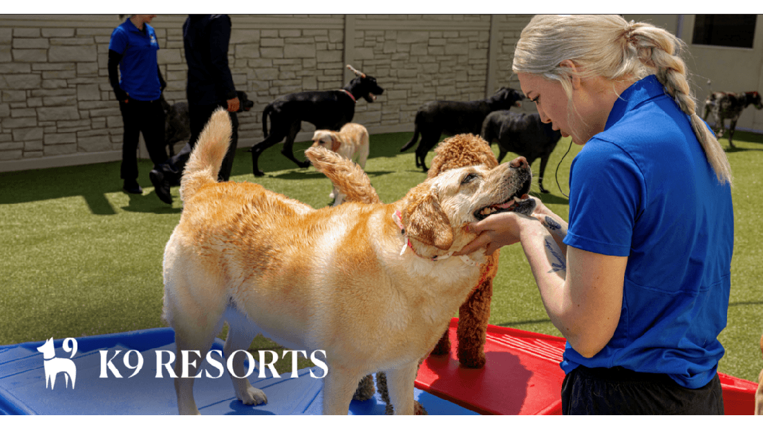 K9 Resorts Luxury Pet Hotel Los Angeles