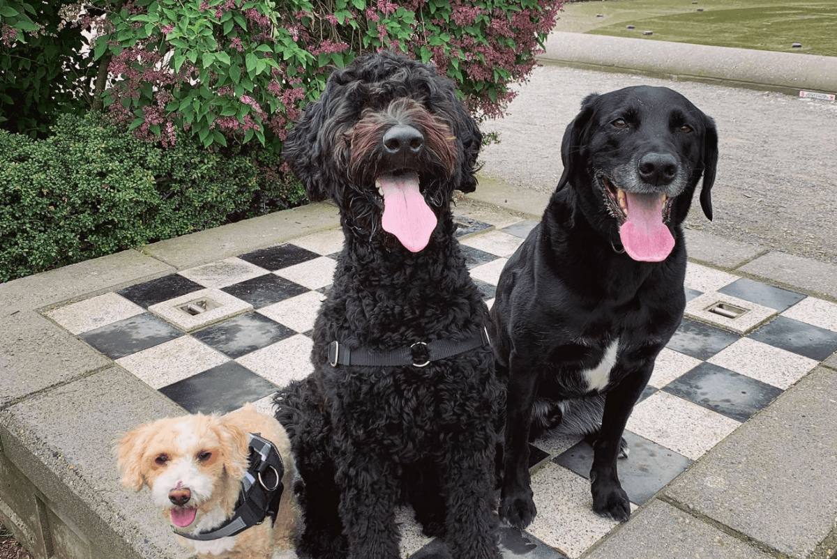 Kali's K9s - Seattle Dog Boarding & Outings photo 3